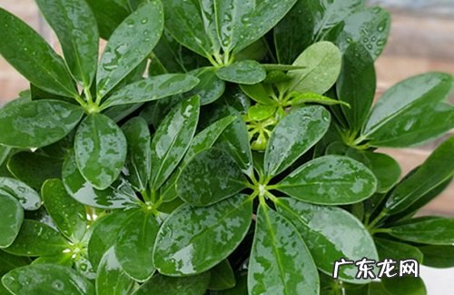 摇钱树可以净化空气吗 有吸甲醛的作用吗