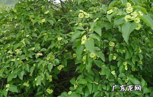 摇钱树可以净化空气吗 有吸甲醛的作用吗