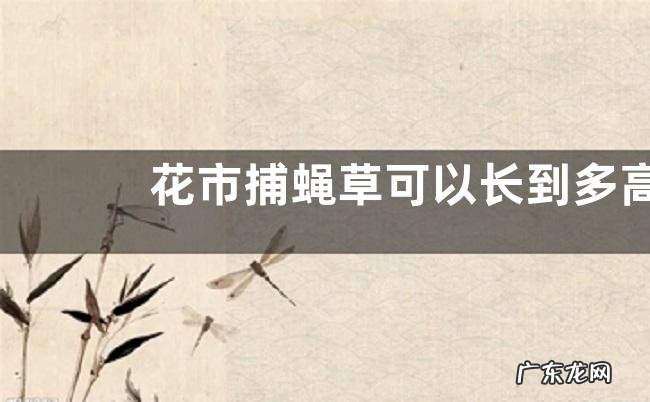 花市捕蝇草可以长到多高,有什么形态特征