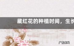 藏红花的种植时间，生长期有多久