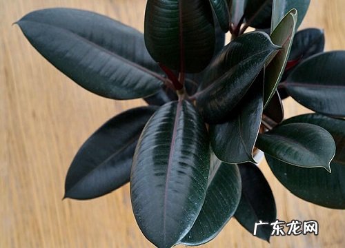 香蕉皮如何养橡皮树叶片大如巴掌