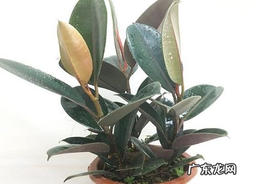 香蕉皮如何养橡皮树叶片大如巴掌