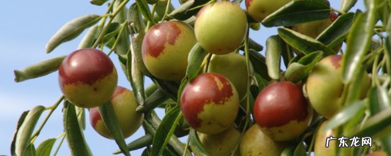 冬枣有多久保质期,冬枣有什么主要价值