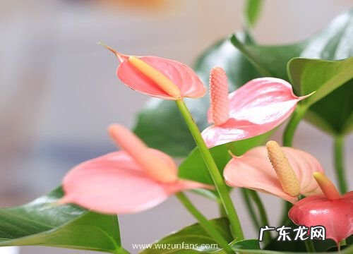 红掌养护一定要避开的错误