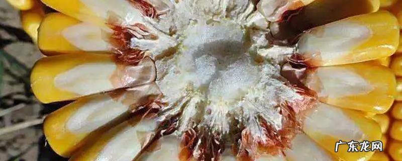 玉米乳线是什么,怎么看,附玉米的种植技术