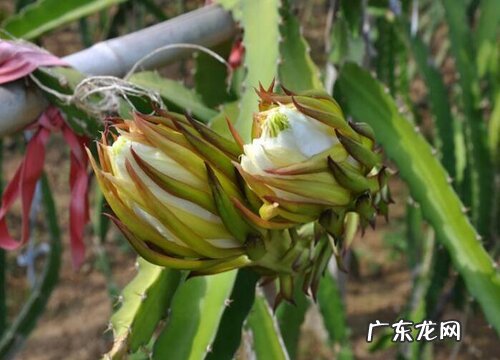 给火龙果盆栽浇水有哪些正确方法