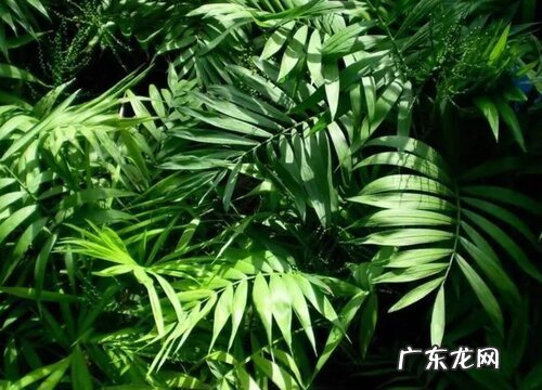 袖珍叶的养殖方法和注意事项有哪些