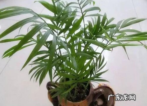 袖珍叶的养殖方法和注意事项有哪些