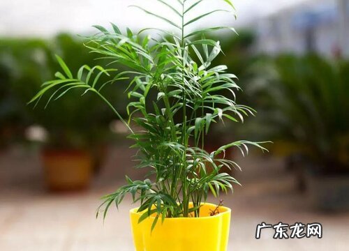 袖珍叶的养殖方法和注意事项有哪些