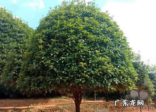 种植桂花树赚钱吗 种植前景如何