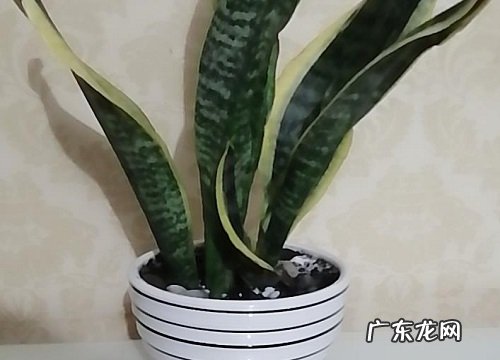 虎皮兰怎么分株方法