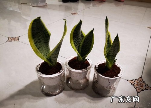 虎皮兰怎么分株方法