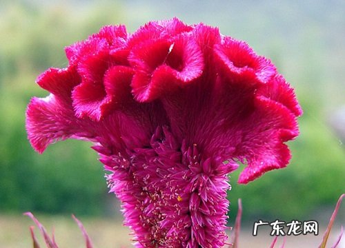 鸡冠花好养吗 养殖方法和养护要点