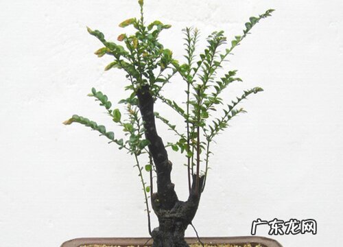小叶紫檀盆景怎么过冬天 小叶紫檀冬天落叶吗