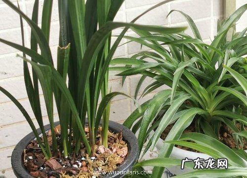 兰花叶片有小黑点如何正确防治