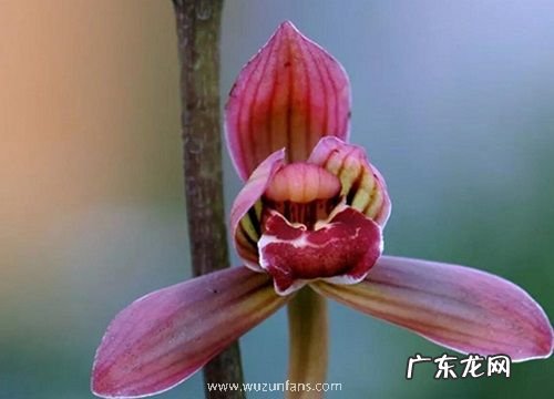 兰花叶片有小黑点如何正确防治