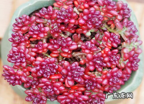 多肉穿裙子了怎么办