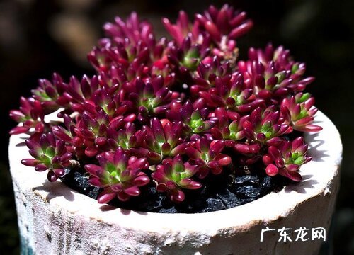 多肉穿裙子了怎么办