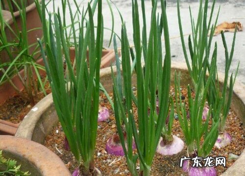 洋葱几月份种植最好 哪个季节种植合适