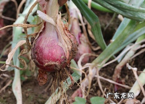 洋葱几月份种植最好 哪个季节种植合适