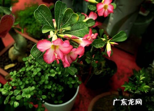 沙漠玫瑰花芽分化阶段如何进行养护