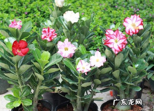 沙漠玫瑰花芽分化阶段如何进行养护