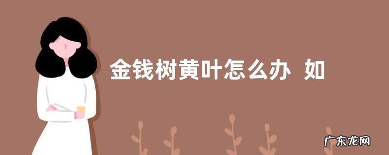 金钱树黄叶怎么办如何处理很快恢复油绿光亮