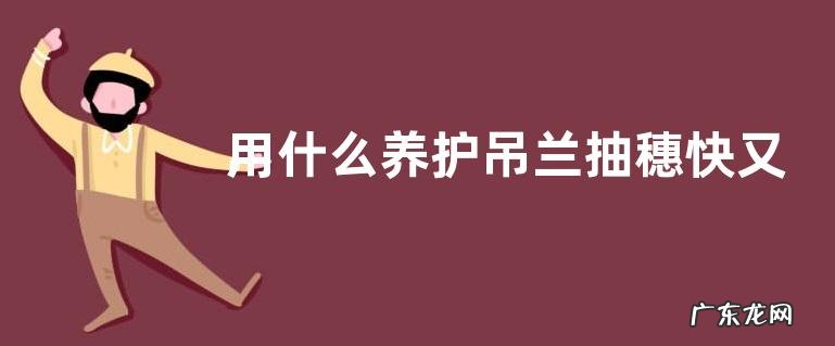 用什么养护吊兰抽穗快又多