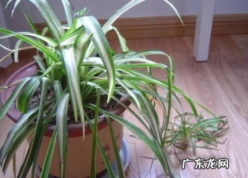 用什么养护吊兰抽穗快又多