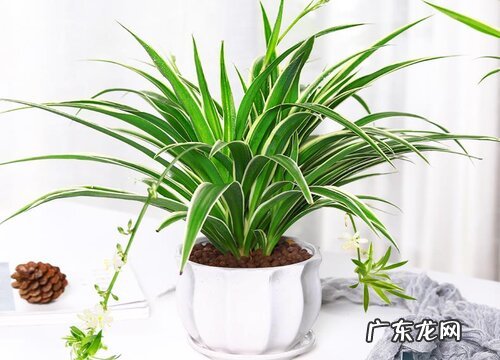 用什么养护吊兰抽穗快又多