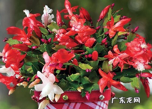 冬天蟹爪兰发软耷拉怎么办如何养护叶片饱满挺拔