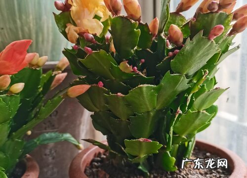 冬天蟹爪兰发软耷拉怎么办如何养护叶片饱满挺拔