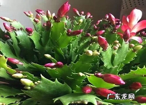 冬天蟹爪兰发软耷拉怎么办如何养护叶片饱满挺拔