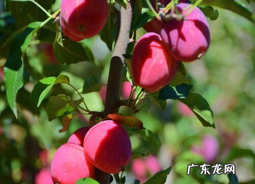 锦绣海棠几年结果实