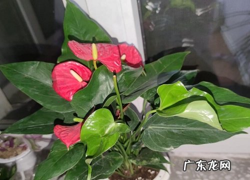 如何解决红掌开花少且长势差的问题