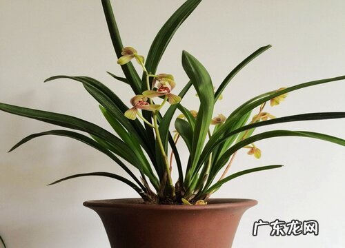 兰花养护要避开这3个错误