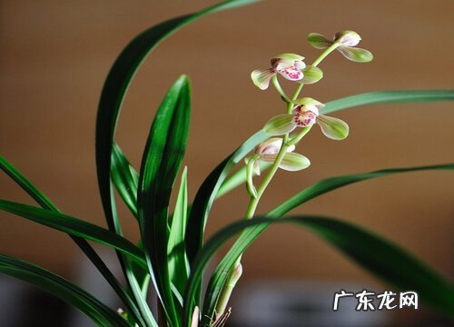 兰花养护要避开这3个错误