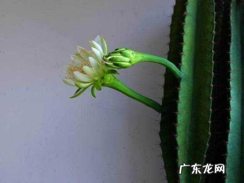 量天尺浇水时间和正确方法