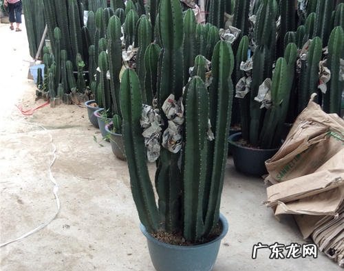 量天尺浇水时间和正确方法