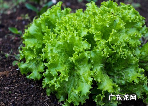 福建春菜是生菜吗 有什么区别图片