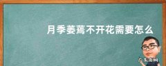 月季萎蔫不开花需要怎么办