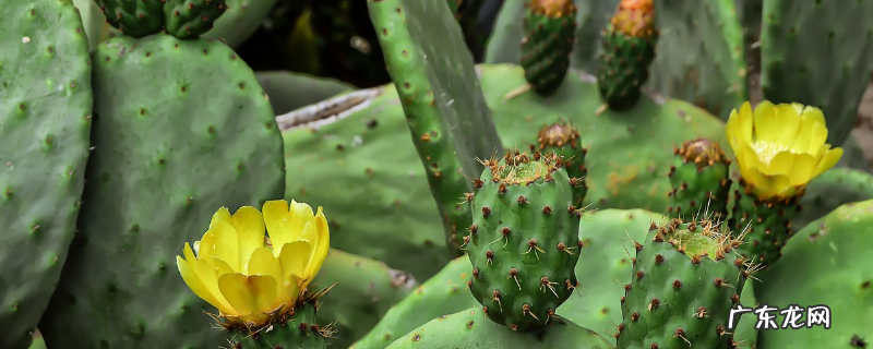 植物生长所需的基本条件有哪些,这六点很关键