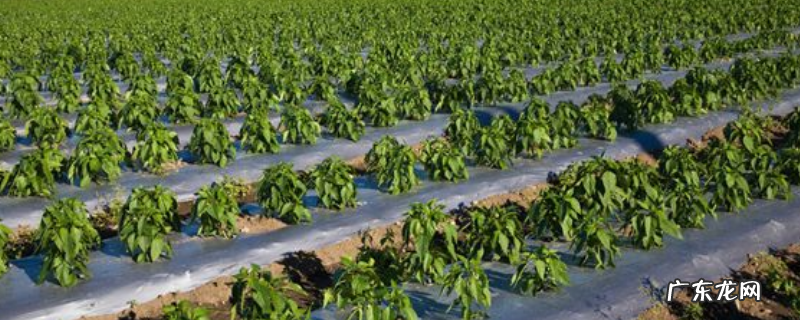 农作物氯元素不足该怎么办,通常会出现哪些症状