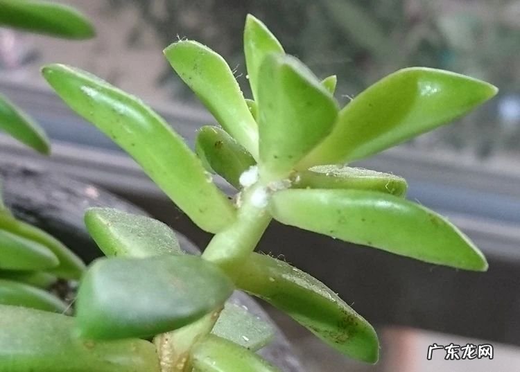 土里的蚧壳虫怎样处理最见效 防治蚧壳虫用什么药效果好