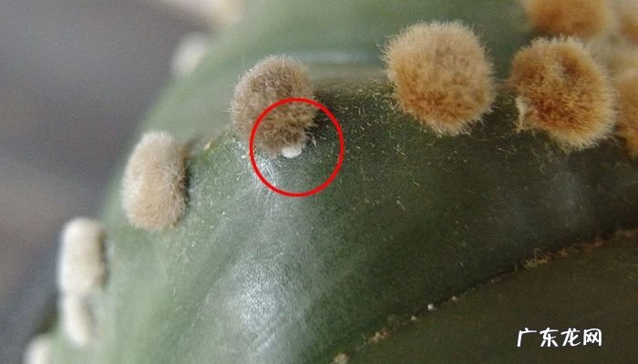 土里的蚧壳虫怎样处理最见效 防治蚧壳虫用什么药效果好