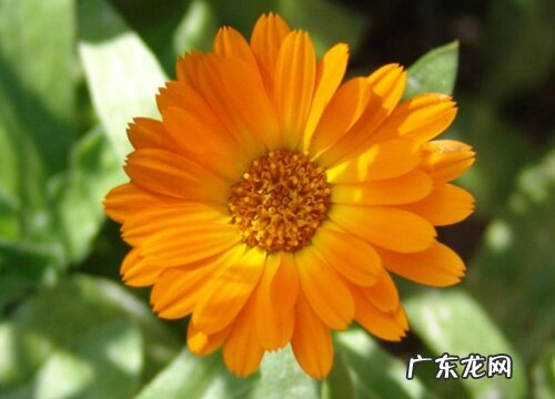 金盏菊什么时候开花 花期是几月
