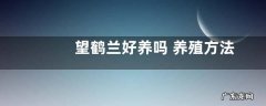望鹤兰好养吗 养殖方法和养护要点