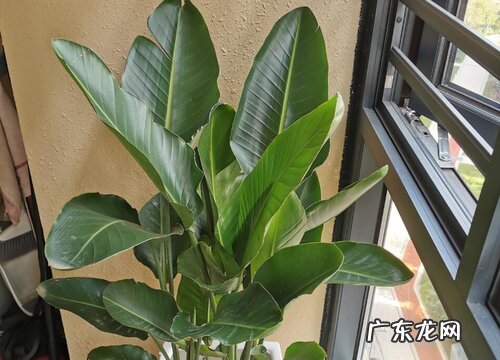 望鹤兰好养吗 养殖方法和养护要点