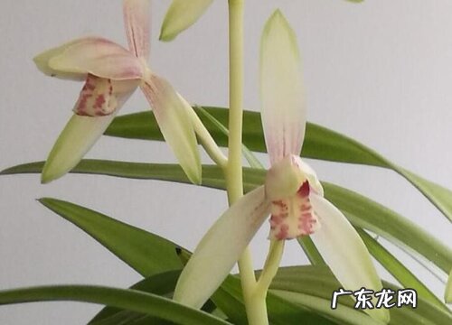 夏季怎么养兰花才能够有效的防治病害