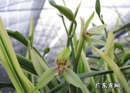 夏季怎么养兰花才能够有效的防治病害